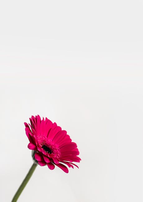 Gerbera fucsia su sfondo bianco, simbolo della bellezza semplice della vita contadina e della riflessione sulle Georgiche di Virgilio.