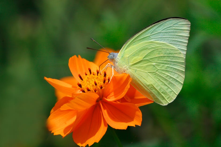 Farfalla verde chiaro su fiore arancione, simbolo di ricongiungimento familiare per anziani emigrati dai figli all'estero