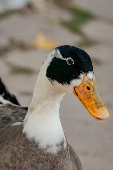 Approfondimento su Lorem ipsum: Origine, Utilizzi e Significato