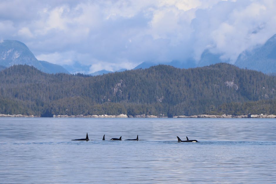 Orca avvistate in Canada, immagine di repertorio per articolo su strage e sicurezza nel paese, paesaggio naturale con cetacei