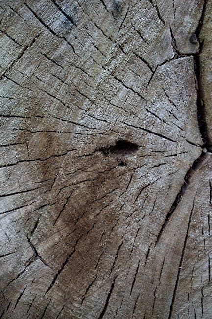 Sezione di tronco d'albero con anelli di crescita visibili, metafora della crescita e del percorso formativo nell'obbligo scolastico europeo