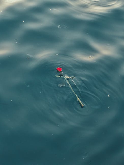 Rosa rossa solitaria galleggiante sull'acqua increspata, simbolo di poesia e riflessione profonda nel contesto del 24 Maggio.
