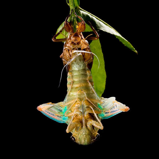Cicala in metamorfosi: l'evoluzione unica attraverso le sette dimensioni, un esempio di trasformazione e miglioramento continuo.