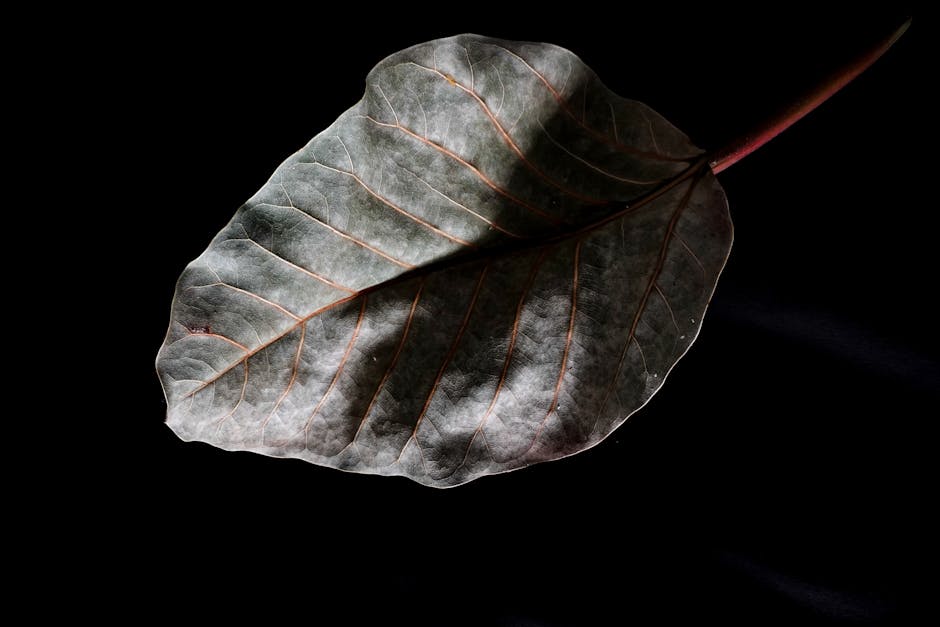 Foglia autunnale su sfondo nero: metafora della caducità nel capolavoro di Virgilio, simbolo di transizione e riflessione profonda