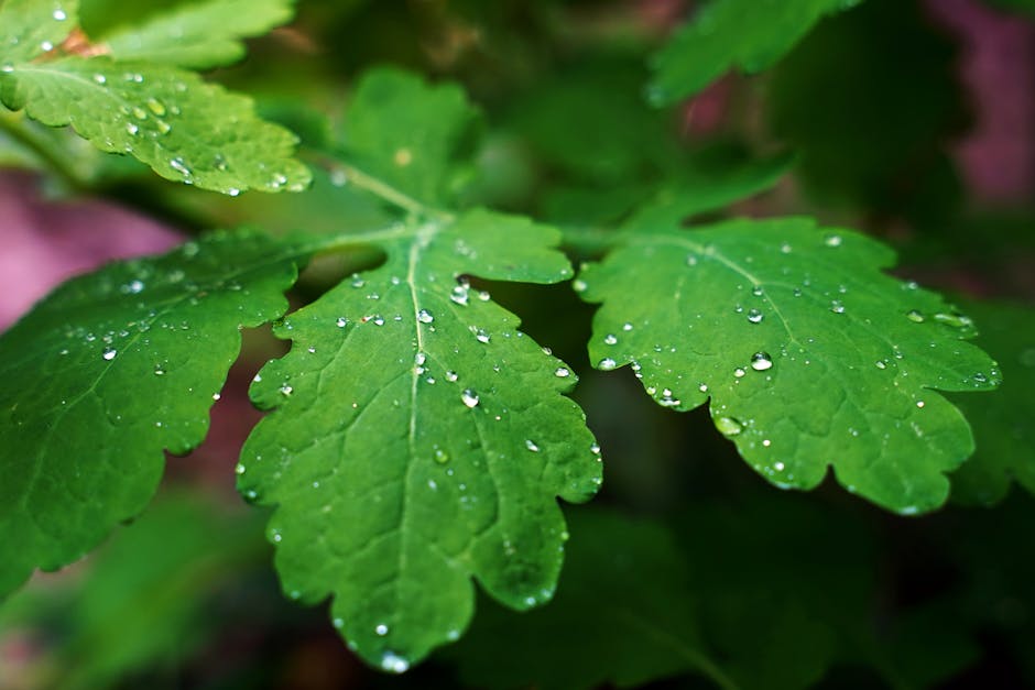 Foglie verdi rigogliose con gocce di rugiada che brillano, simbolo di freschezza e consapevolezza nella vita quotidiana.