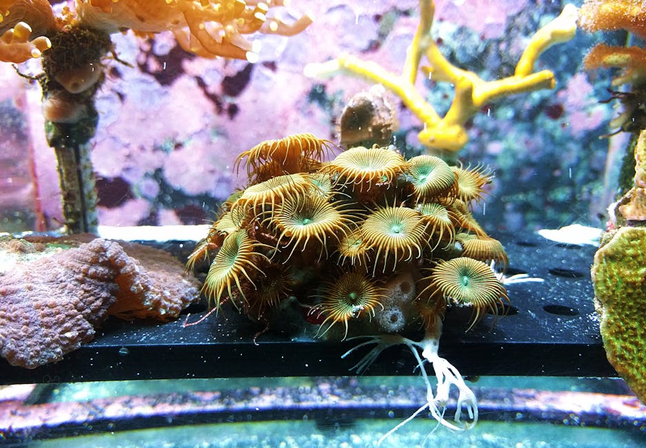 Colonia di Zoantidi in acquario marino, esempio di fauna per schede di biologia marina, con dettagli sui polipi e l'ambiente circostante.