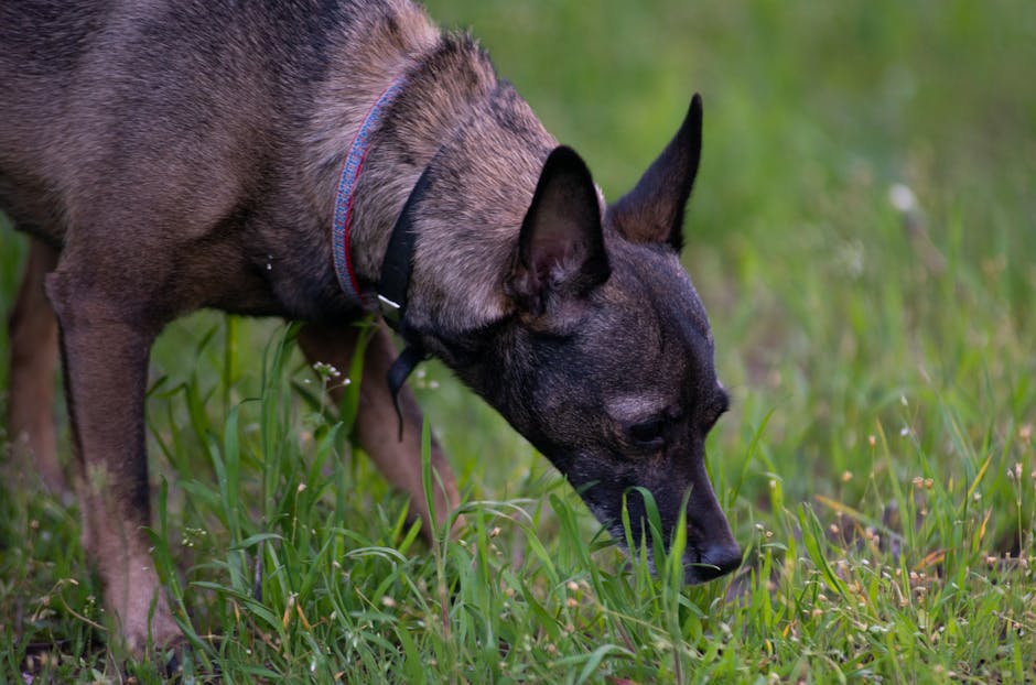 Cane antidroga al lavoro: dettaglio del muso mentre fiuta l'erba alla ricerca di sostanze stupefacenti in ambiente scolastico