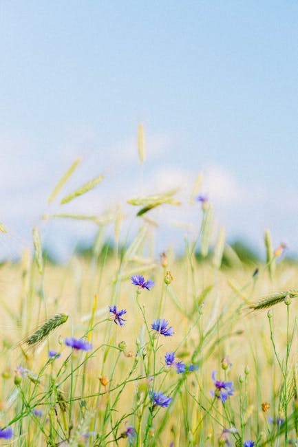 Campo di grano e fiordalisi blu, metafora della precarietà nel reclutamento dei docenti e necessità di stabilità.