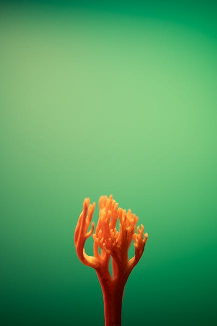 Corallo arancione su sfondo verde, simbolo di crescita e opportunità uniche per le iscrizioni aperte.