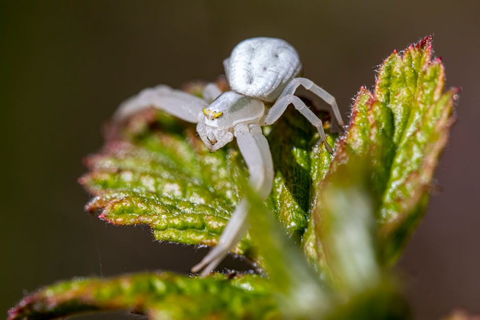 Ragno bianco su foglia verde, macrofotografia che simboleggia l'adattamento e la personalizzazione nell'apprendimento scolastico con l'IA.