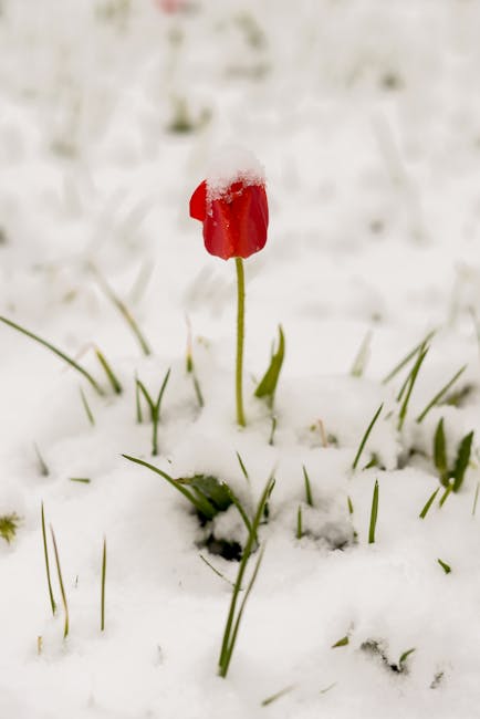 Tulipano rosso sotto la neve: resilienza e cambiamento in un contesto di evoluzione unica e interdisciplinare.