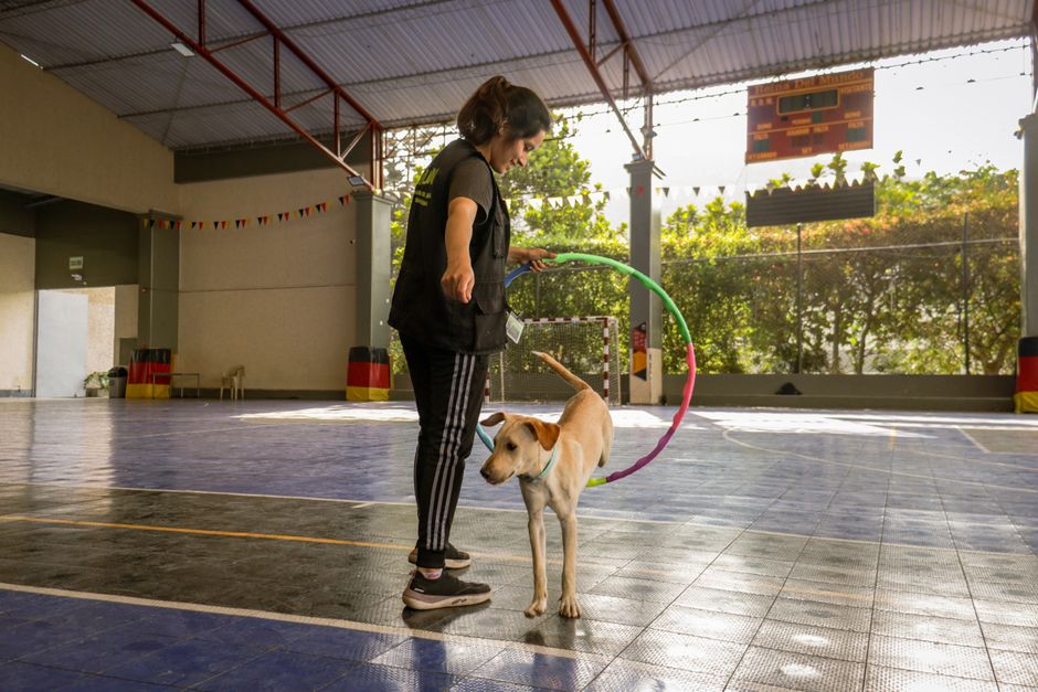 Il cane in classe come mediatore pedagogico: linee guida e protocolli per gli Interventi Assistiti con gli Animali (IAA)