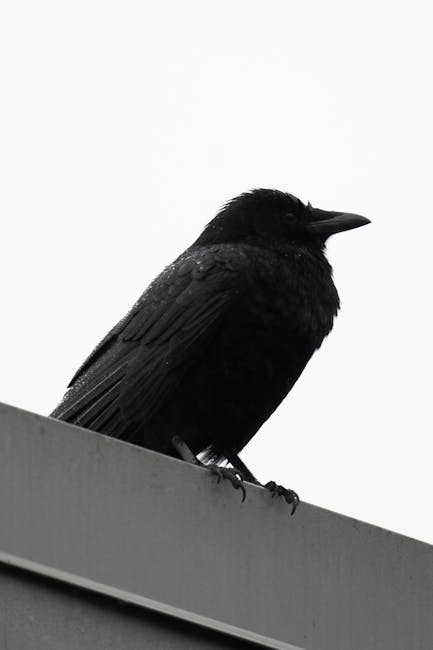 Corvo nero appollaiato su una struttura metallica a Messina, simbolo di resilienza urbana e fascino storico della città siciliana.