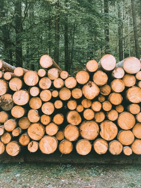 Catasta di legna tagliata in bosco verde: metafora per risorse da proteggere nonostante il calo demografico scolastico