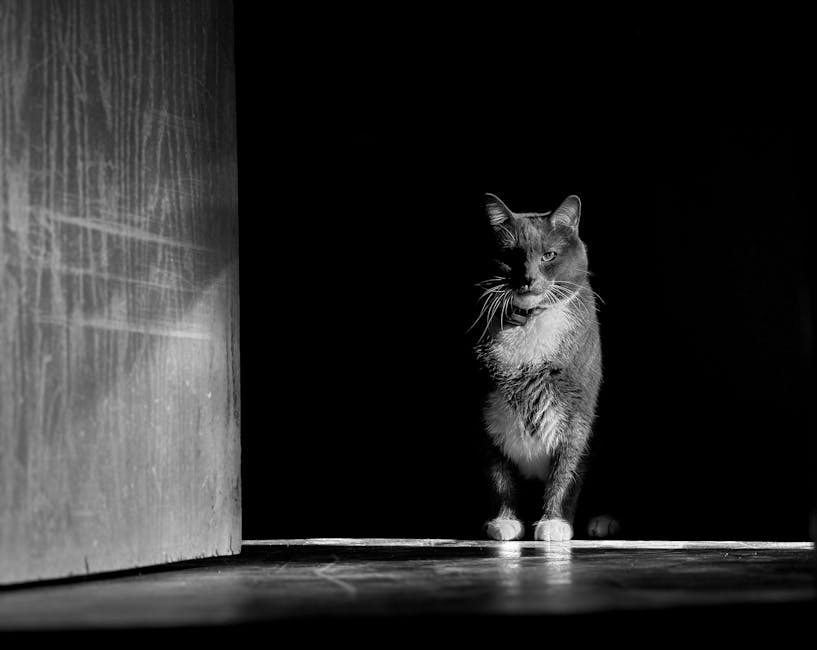 Gatto in chiaroscuro che evoca il fato e il destino nell'Eneide, simbolo di presagi e mistero, temi centrali nell'opera virgiliana.