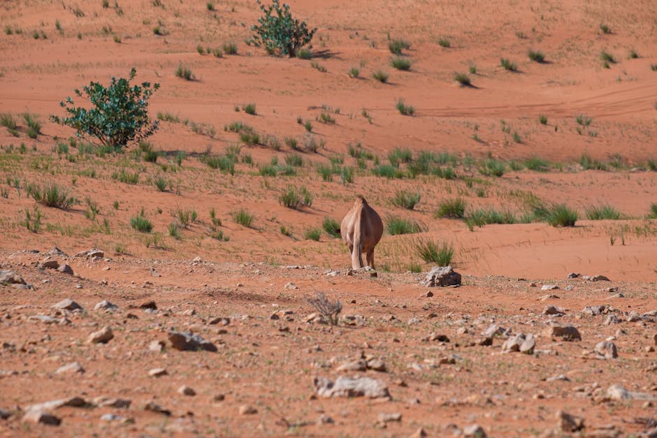 Cammello solitario nel deserto con vegetazione rada, diagonali visibili nel paesaggio arido e sabbioso, focus sulla prospettiva e profondità