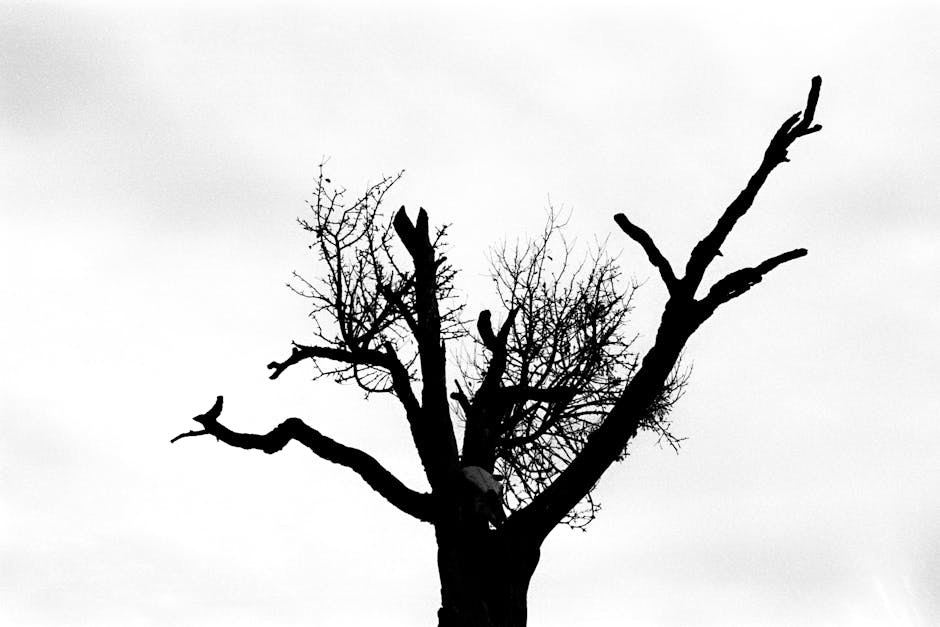 Albero spoglio in silhouette contro cielo nuvoloso, metafora della retta orientata unica e delle sue distinzioni nell'articolo.