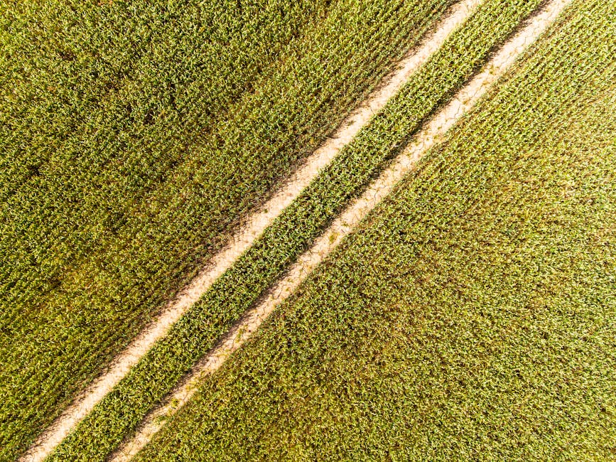 Campi paralleli: metafora visiva dei percorsi TFA e Indire verso l'abilitazione all'insegnamento, opportunità formative.