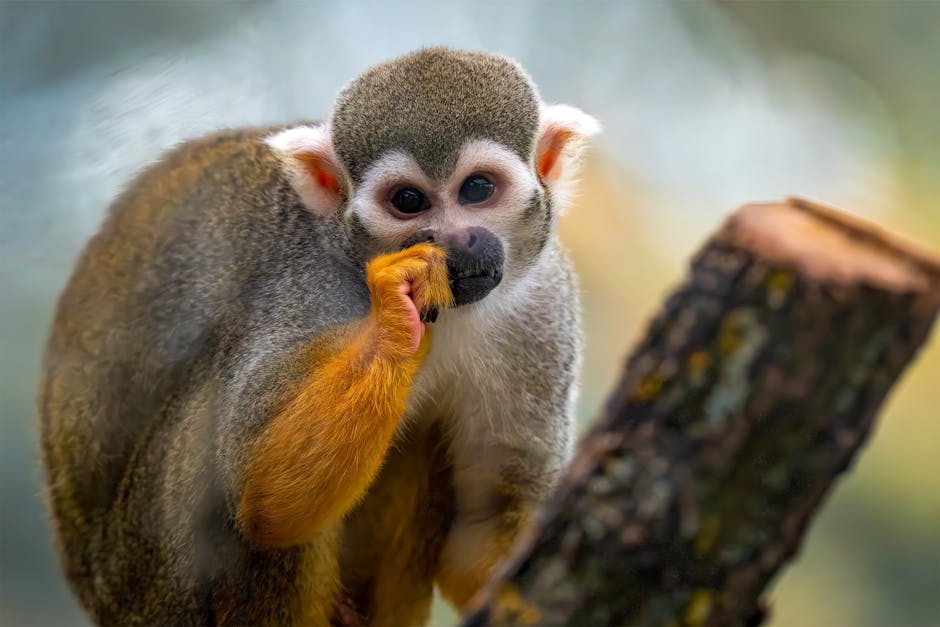 Pensioni scuola: proroga dell’APE Sociale e nuove scadenze per la presentazione della domanda