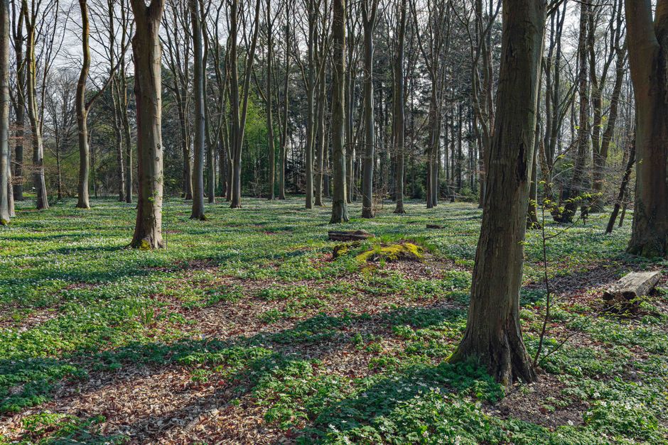 Terapia forestale e benessere psicofisico: lo studio del CNR sull'ansia degli adolescenti a scuola
