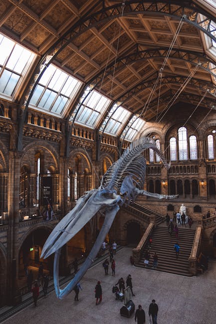 Scheletro di balena al Museo di Storia Naturale di Londra, visitabile gratuitamente durante domenicalmuseo del 7 dicembre.