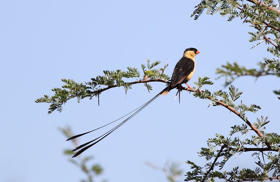 Obblighi vaccinali a scuola 2026/27: esonero, differimento e omissione