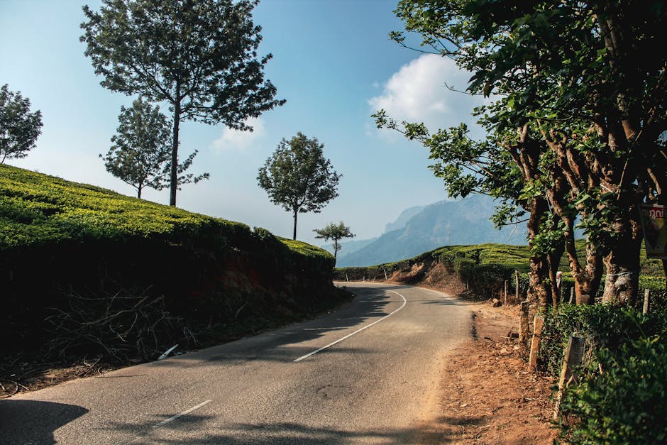 Strada tortuosa tra piantagioni di tè, metafora del percorso di crescita e del pensiero critico per superare le sfide.