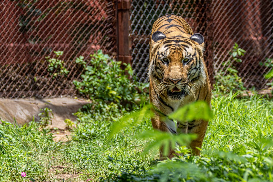 Tigre siberiana che emerge dall'erba alta, simbolo di forza e connessione nella natura selvaggia, legami vitali da proteggere.