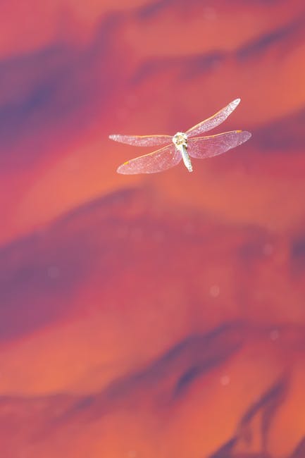 Libellula trasparente su sfondo rosso sfumato, simbolo di fragilità e libertà di espressione dopo l'attentato a Charlie Hebdo.