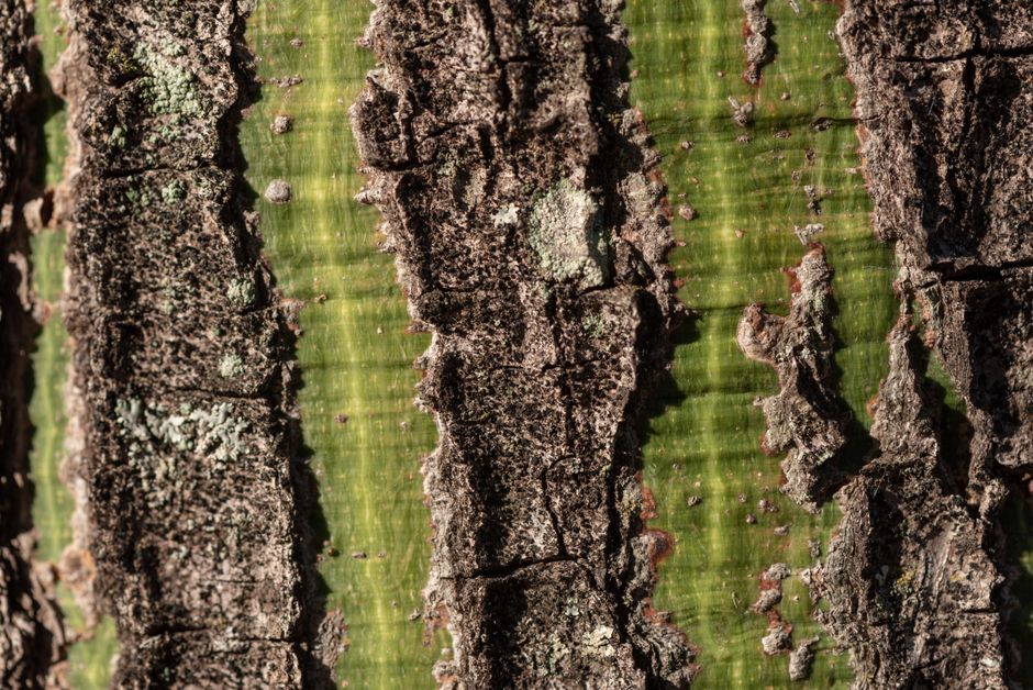 Assistente amministrativo licenziato in tronco: la giurisprudenza conferma l'impossibilità di riammissione per condanna penale omessa