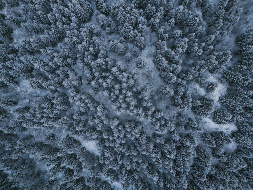 Vista aerea di una foresta innevata che simboleggia la sospensione dei servizi ANAC su Acquisti in Rete PA fino al 2025. Alberi imbiancati.