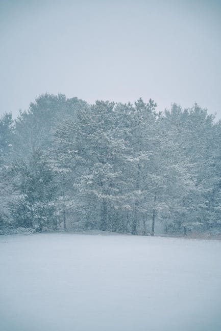 Paesaggio innevato in Emilia-Romagna: alberi e campo coperti di neve, condizioni meteo avverse che causano chiusure scolastiche il 7 gennaio