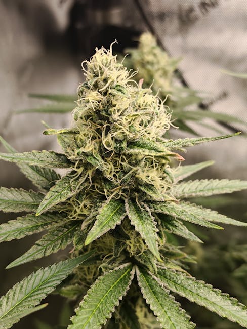 Primo piano di un fiore di cannabis matura, simbolo della crescente potenza e dei rischi psichiatrici associati al suo consumo tra i giovani.