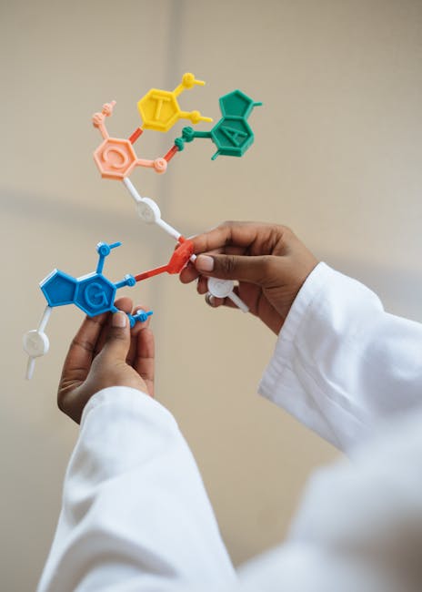 Ricerca scientifica: scienziato che manipola modello di DNA per comprendere l'utilità della struttura e funzione molecolare