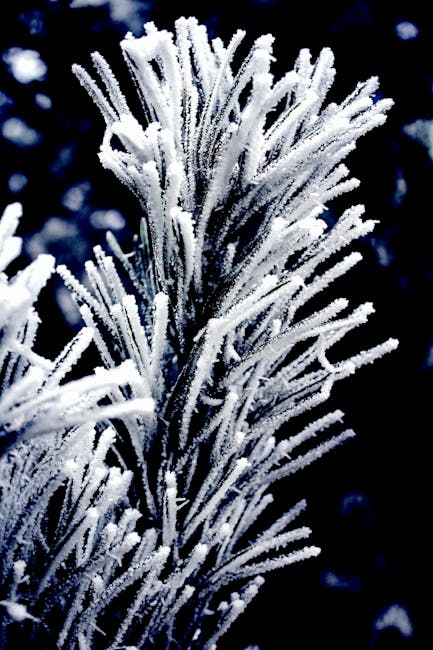 Dettaglio di un ramo di abete bianco ricoperto di brina, evidenziando la sua struttura unica e la bellezza invernale della pianta.