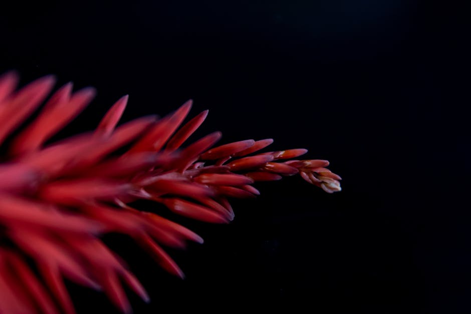 Aloe in fiore su sfondo nero, dettaglio macro per articolo sulla Diagnosi Unica e approccio efficace, focus sulla precisione.