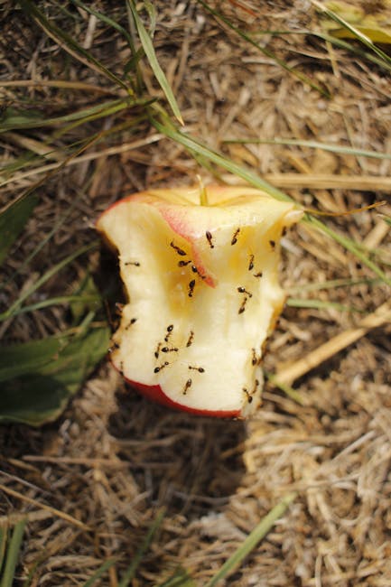Mela morsicata a terra con formiche: esempio di decomposizione organica e importanza del suolo per la vita.