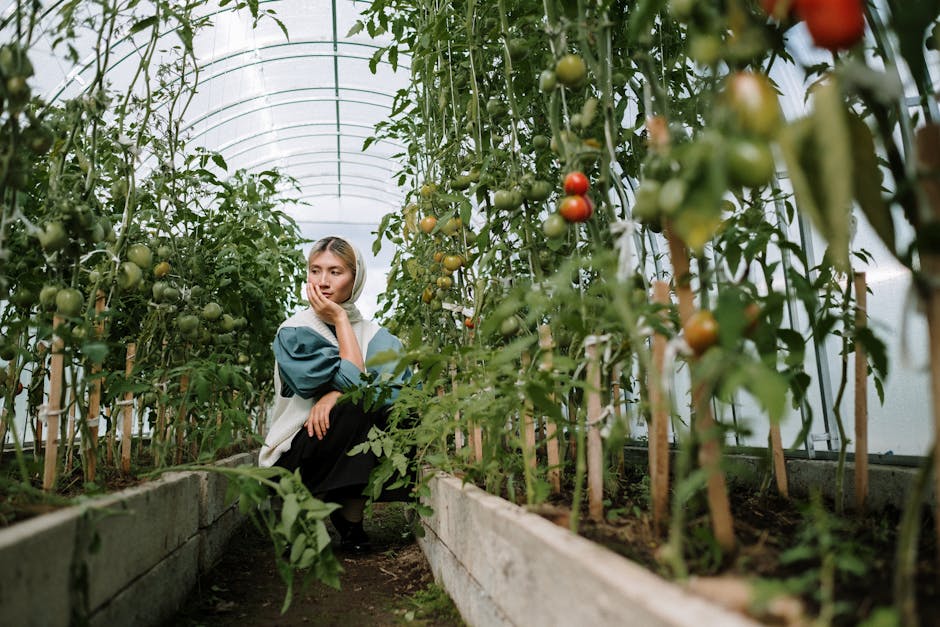 Donna pensierosa in serra di pomodori: metafora della diversità come risorsa per una crescita sostenibile e ricca di frutti