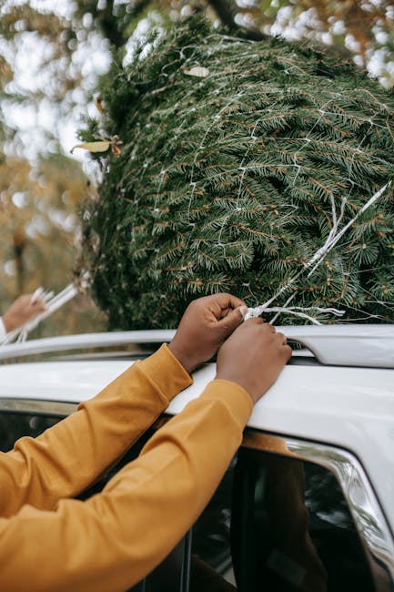 Preparativi natalizi: uomo lega albero di Natale sul tetto dell'auto, tradizione e usanze natalizie nel mondo