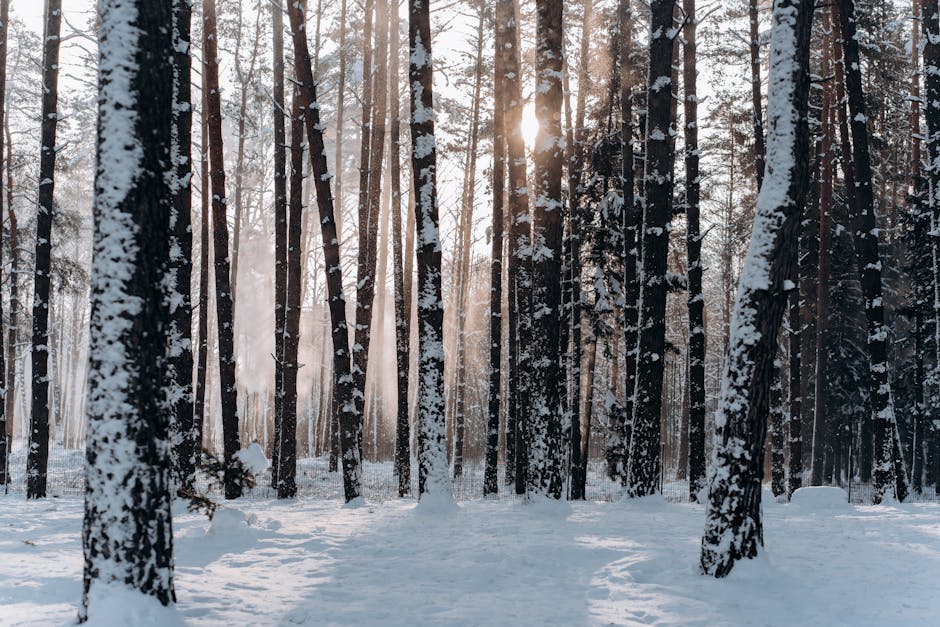 Foresta innevata con luce solare filtrata, metafora per la trasparenza e l'accesso nelle Graduatorie Regionali per il Ruolo.