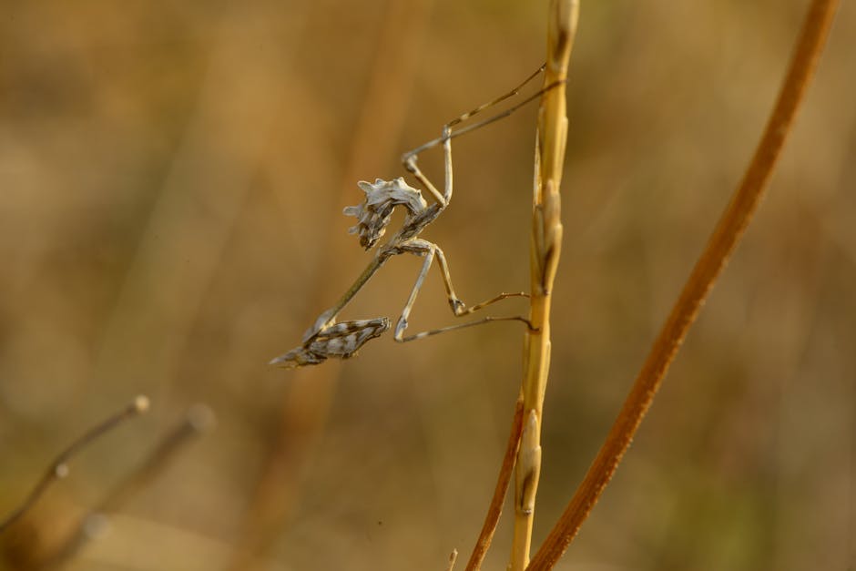 Empusa pennata su stelo secco, un esempio di adattamento e mimetismo nel mondo naturale, paragonabile all'ingegno di Marconi.
