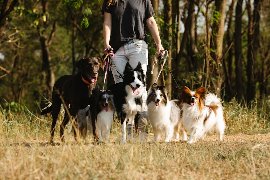 Persona che porta a spasso diversi cani di razze diverse, ideale per illustrare i benefici della camminata per la salute.