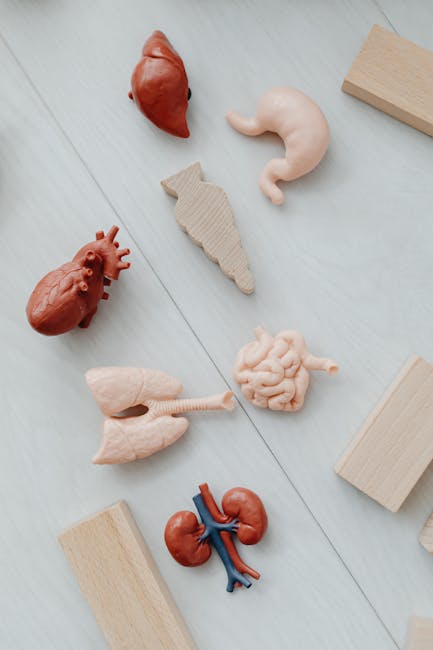 Modelli anatomici di organi interni: cuore, reni, intestino, fegato e polmoni per illustrare l'apparato linfatico e le sue funzioni.