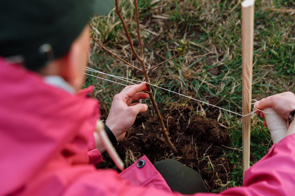 Persona che lega un giovane albero a un tutore con dello spago, attività per la Giornata Internazionale della Biodiversità.