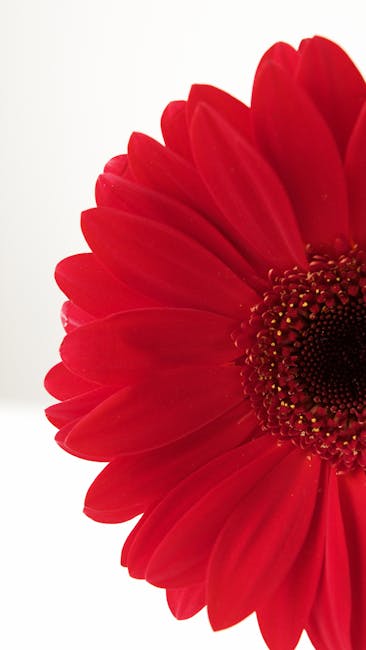 Gerbera rossa in primo piano, petali vividi e centro dettagliato, simbolo di armonia e perfezione nell'area del cerchio unico.