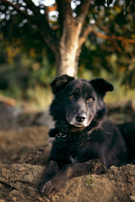 Cane nero riposa nel terreno, metafora della precisione nella dichiarazione dei punti di servizio GPS 2026 specifici e aspecifici