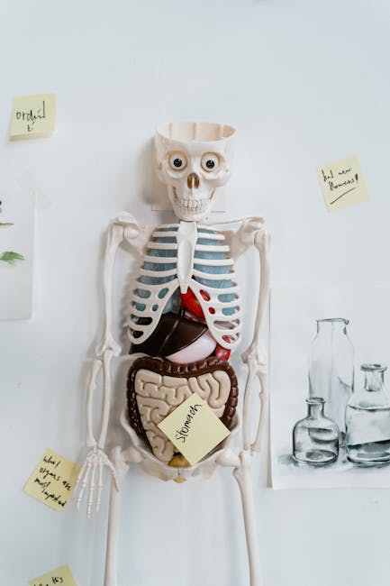 Scheletro umano con organi interni esposti, modello didattico per piani personalizzati di apprendimento efficace in ambito scientifico.