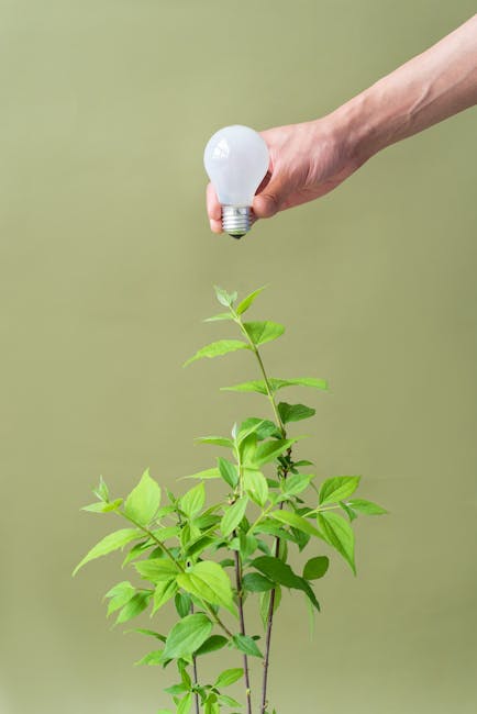 Mano con lampadina sopra pianta: CMM Unive, innovazione sostenibile per un futuro a portata di mano e rispetto per l'ambiente.