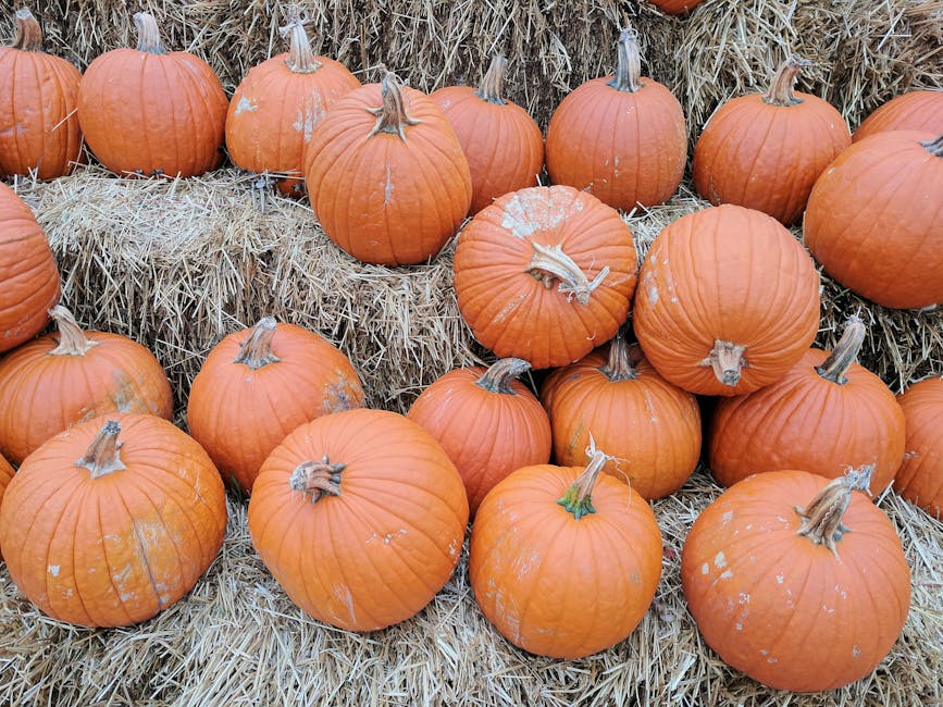 Esami di Stato 2025 per geometri, agrotecnici e periti agrari: inizio il 20 novembre con la prima prova