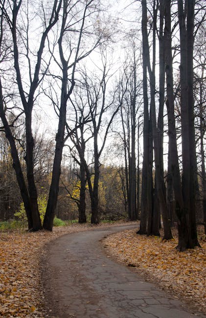 Sentiero autunnale tra alberi spogli, metafora visiva per il viaggio matematico alla scoperta del Massimo Comun Divisore.